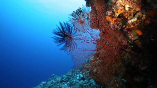 荟萃全球顶级大片 成就纪录片旗舰品牌