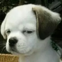 比杜蕾斯还污的华语广告？没时间解释了赶紧上车！